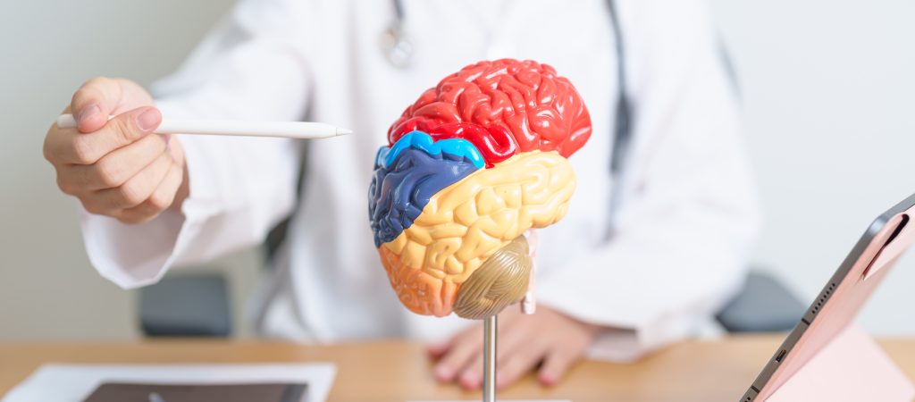 A person in a white coat points at a colorful anatomical brain model with a pen, alongside a tablet and papers on the desk—perfect for a Sample Post highlighting neuroscience or medical education.